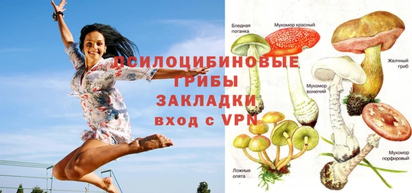 прущие грибы Верея